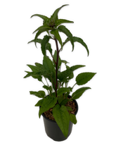 Load image into Gallery viewer, Perennial - Echinacea purpurea &#39;Panama Red Coneflower&#39; (1 Gallon) Product vendor
