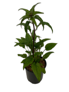 Perennial - Echinacea purpurea 'Panama Red Coneflower' (1 Gallon) Product vendor