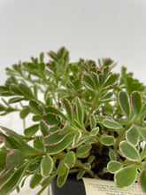 Load image into Gallery viewer, Ground Cover - Sedum &#39;Tricolor&#39; (4 Inch)
