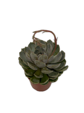 Load image into Gallery viewer, Succulent - Echeveria x hybrida &#39;Jasiri&#39; (2 Inch Tin)
