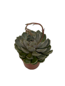 Succulent - Echeveria x hybrida 'Jasiri' (2 Inch Tin)