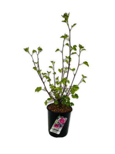 Shrub - Lavatera x clemenii 'Eyecatcher Tree Mallow' (1 Gallon) Product vendor