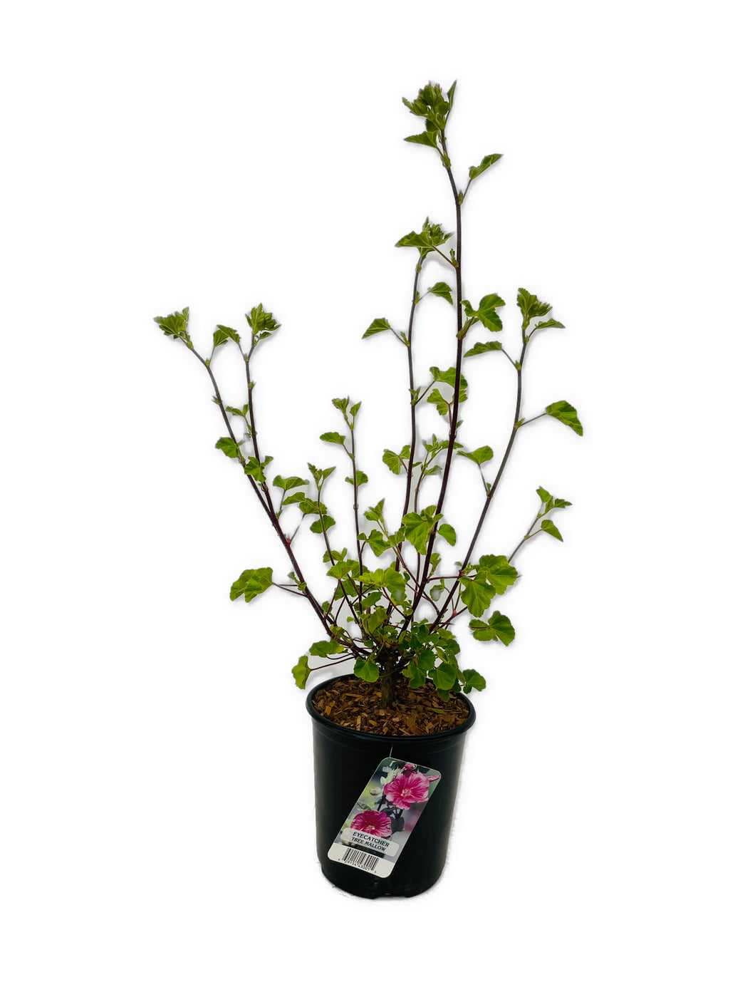 Shrub - Lavatera x clemenii 'Eyecatcher Tree Mallow' (1 Gallon) Product vendor