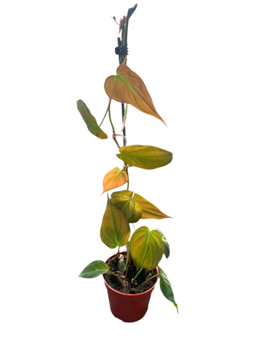 Tropical - Philodendron elegans 'Micans' (4 Inch) Product vendor
