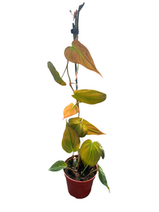 Tropical - Philodendron elegans 'Micans' (4 Inch) Product vendor
