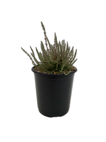 Shrub - Calluna vulgaris 'Silver Knight Summer Heather' (1 Gallon) Product vendor