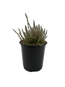 Shrub - Calluna vulgaris 'Silver Knight Summer Heather' (1 Gallon) Product vendor
