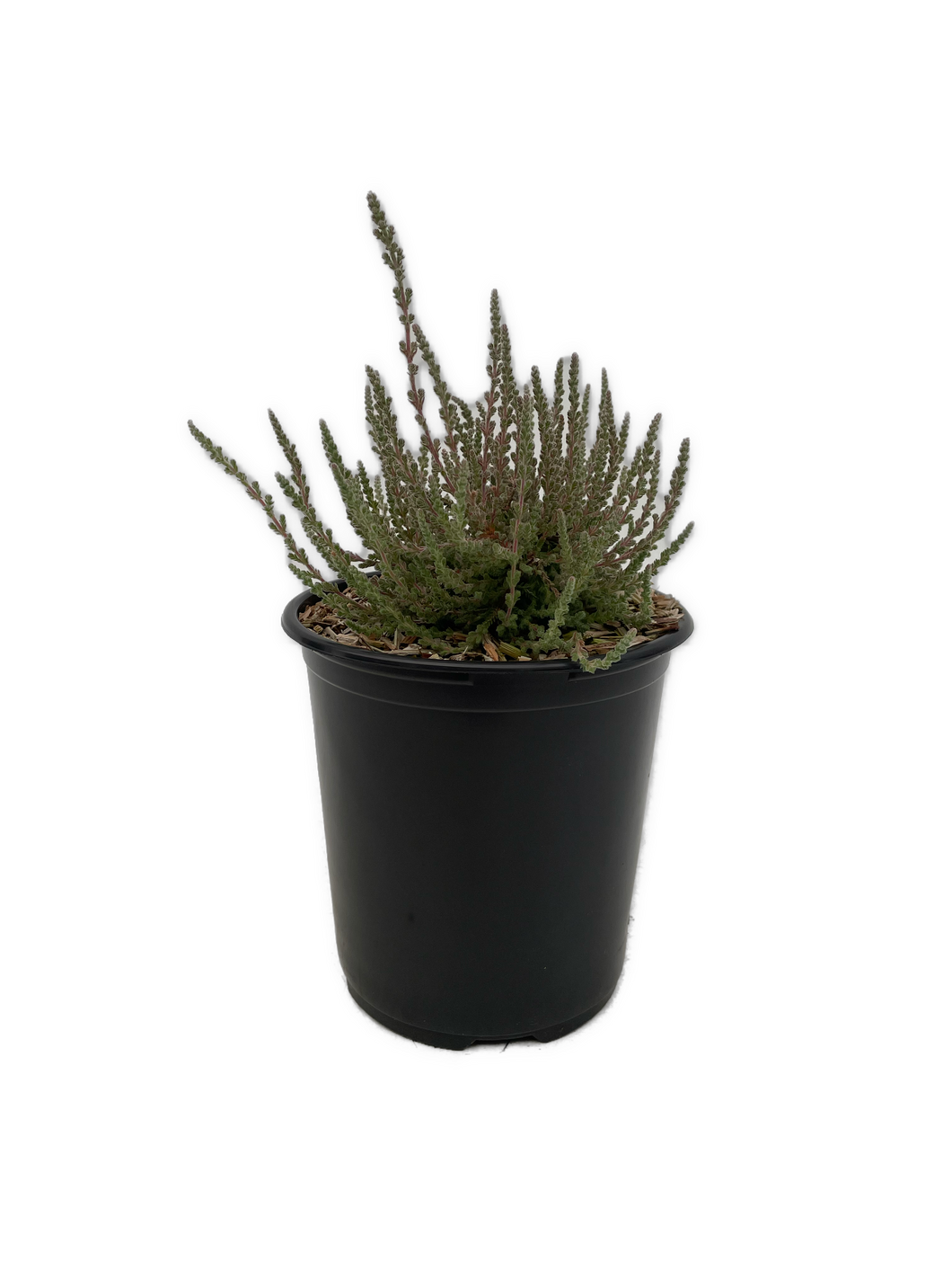 Shrub - Calluna vulgaris 'Silver Knight Summer Heather' (1 Gallon) Product vendor