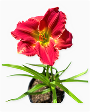 Load image into Gallery viewer, Perennial - Hemerocallis &#39;Pardon Me Daylily’ (2 Gallon)
