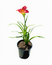 Load image into Gallery viewer, Perennial - Hemerocallis &#39;Pardon Me Daylily’ (2 Gallon)
