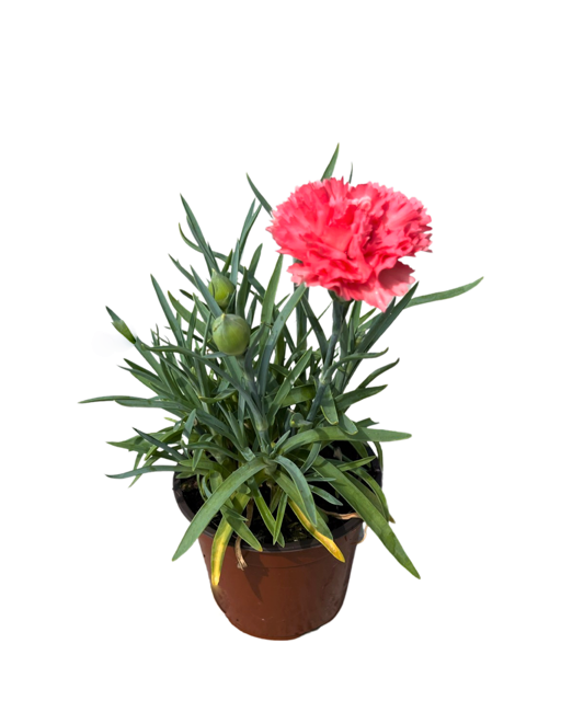 Annual - Dianthus caryophyllus 'Odessa Orange Bling' (4 Inch Round ...