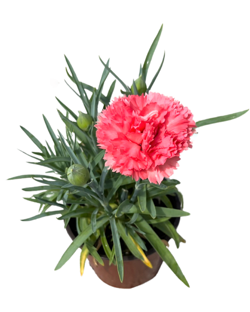 Annual - Dianthus caryophyllus 'Odessa Orange Bling' (4 Inch Round ...