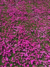 Load image into Gallery viewer, Perennial - Dianthus deltoides &#39;Kahori&#39; (4 Inch)
