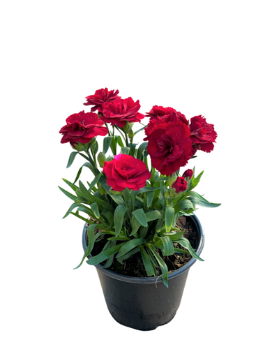 Annual - Dianthus caryophyllus 'Oscar Dark Red' (1 Gallon) Product vendor