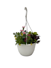 Load image into Gallery viewer, Hanging Basket - &#39;Multispecies&#39; (10 Inch) Product vendor
