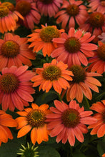 Load image into Gallery viewer, Perennial - Echinacea x hybrida &#39;Red Ombre Coneflower&#39; (1 Gallon) Product vendor
