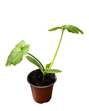 Load image into Gallery viewer, Vegetable - Cucurbita pepo &#39;Easy Pick Gold Zucchini&#39; (3.5 Inch) Product vendor
