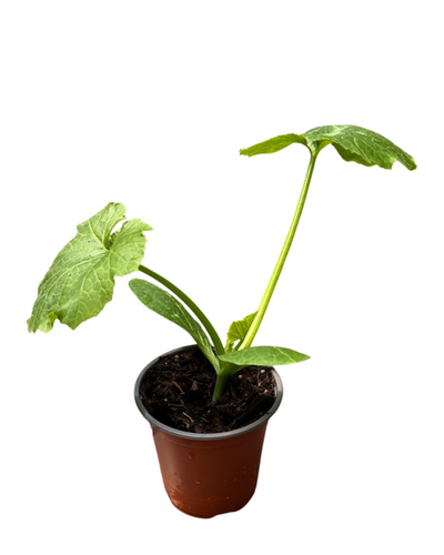 Vegetable - Cucurbita pepo 'Easy Pick Gold Zucchini' (3.5 Inch) Product vendor