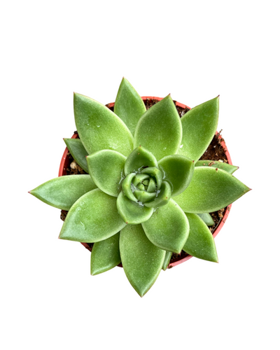 Succulent - Echeveria 'Ebony' (4 Inch Round) Product vendor