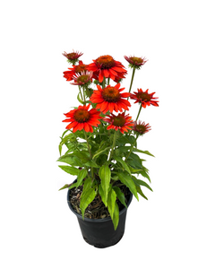 Perennial - Echinacea x hybrida 'Sombrero Adobe Orange Coneflower' (1 Gallon)