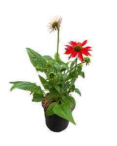 Perennial - Echinacea x hybrida 'Sombrero Salsa Red' (1 Gallon)