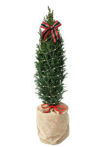 Christmas - Euro Cypress (1 Gallon)