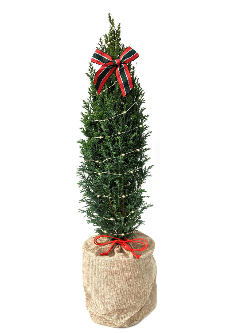 Christmas - Euro Cypress (1 Gallon)