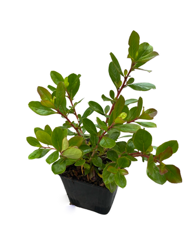 Shrub - Escallonia exonienses 'Frades Pink Princess' (4 Inch) Product vendor