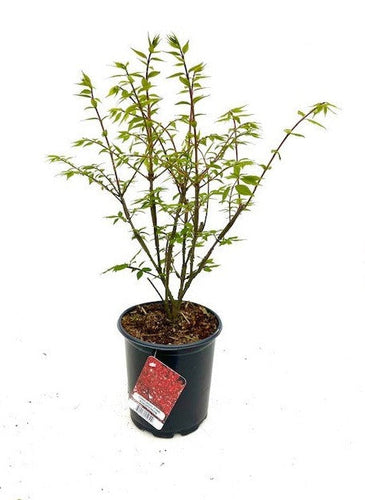 Shrub - Euonymus alatus 'Chicago Fire' (4 Inch) Product vendor