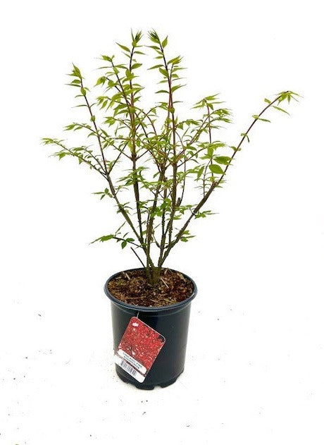 Shrub - Euonymus alatus 'Chicago Fire' (4 Inch) Product vendor
