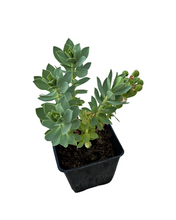 Load image into Gallery viewer, Ground Cover - Euphorbia myrsinites &#39;Myrtle Spurge&#39; (4 Inch)
