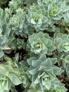 Ground Cover - Euphorbia myrsinites 'Myrtle Spurge' (4 Inch)