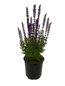 Perennial - Salvia nemorosa 'Salvatore Blue' (2 Gallon)