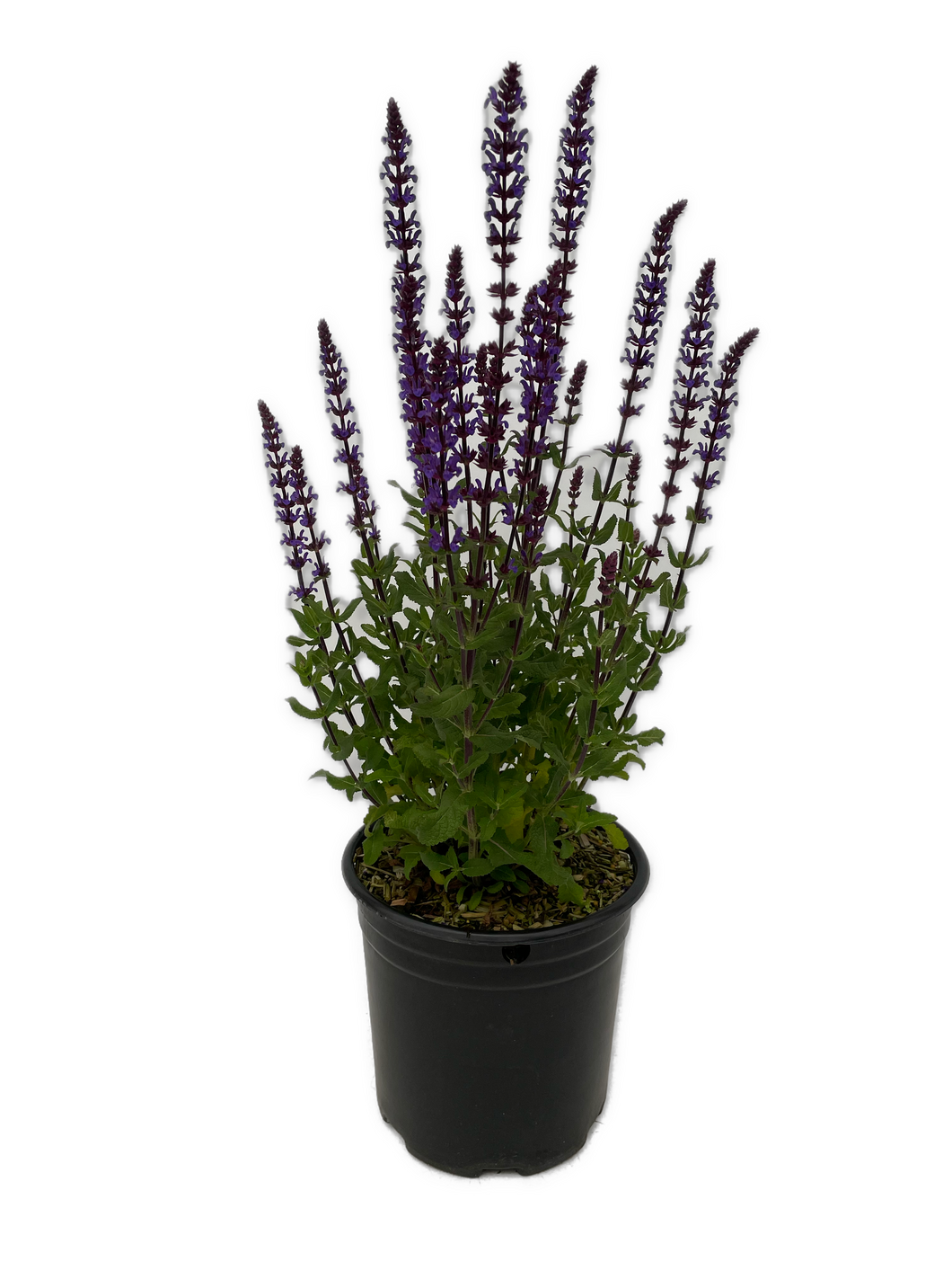 Perennial - Salvia nemorosa 'Salvatore Blue' (2 Gallon)