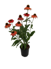 Load image into Gallery viewer, Perennial - Echinacea x hybrida &#39;SunSeeker Orange Coneflower&#39; (1 Gallon White Pot) Product vendor
