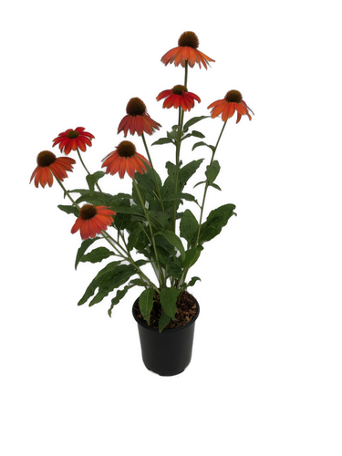 Perennial - Echinacea x hybrida 'SunSeeker Orange Coneflower' (1 Gallon White Pot) Product vendor