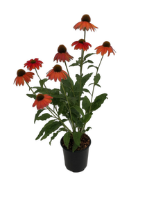 Perennial - Echinacea x hybrida 'SunSeeker Orange Coneflower' (1 Gallon White Pot) Product vendor