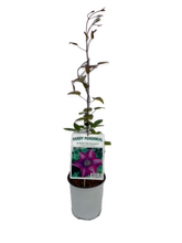 Load image into Gallery viewer, Staked/Vines - Clematis x hybrida 'The President' (1 Gallon) Product vendor
