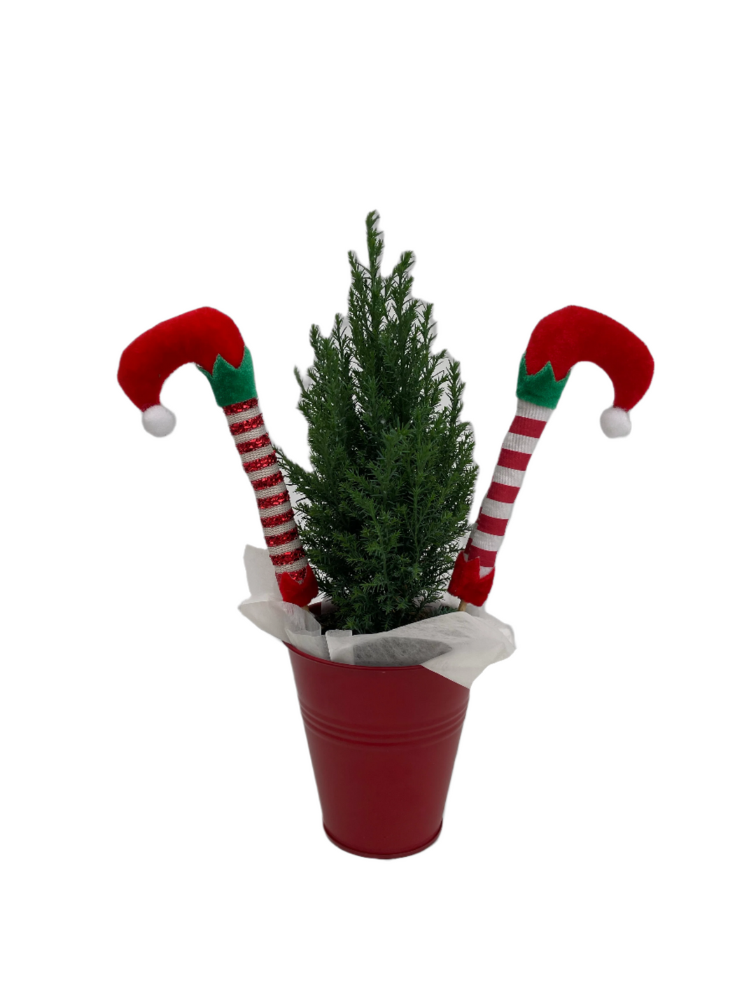 Christmas - Cupressus macrocarpa 'Wilma Goldcrest' (5 Inch Tin Elf)