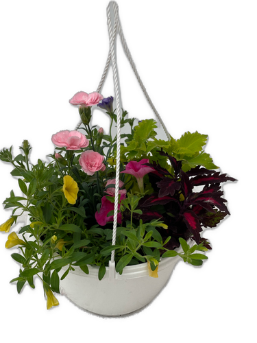 Hanging Basket - 'Multispecies' (10 Inch) Product vendor