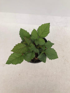 Fruit - Rubus x hybrida 'Triple Crown Blackberry' (1 Gallon)