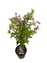 Load image into Gallery viewer, Staked/Vines - Jasminum × stephanense 'Stephan Jasmine' (1 Gallon) Product vendor
