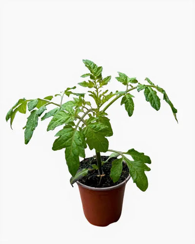Fruit - Solanum lycopersicum 'Early Girl Tomato' (3.5 Inch) Product vendor