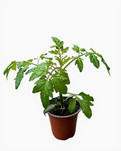 Fruit - Solanum lycopersicum 'Early Girl Tomato' (3.5 Inch) Product vendor