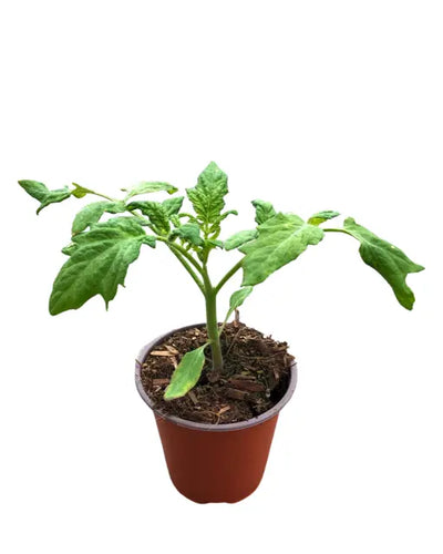 Fruit - Solanum lycopersicum 'Rutgers Select Tomato' (3.5 Inch) Product vendor