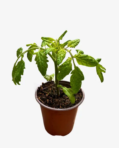 Fruit - Solanum lycopersicum 'Sweet Million Tomato' (3.5 Inch) Product vendor