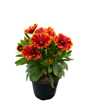 Load image into Gallery viewer, Perennial - Gaillardia aristata &#39;Spintop Yellow Touch&#39; (1 Gallon)
