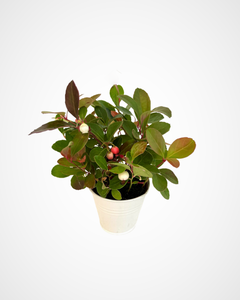 Ground Cover - Gaultheria 'Wintergreen' (2 Inch Tin)