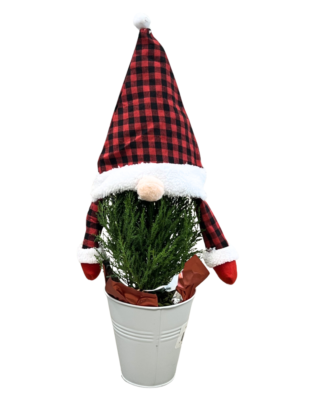 Christmas - Wilma Gnome Christmas Plant (5 Inch Tin) Product vendor