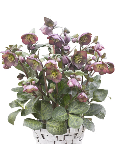 Shrub - Helleborus 'Dana's Dulcet Frostkiss' (2 Gallon) Product vendor